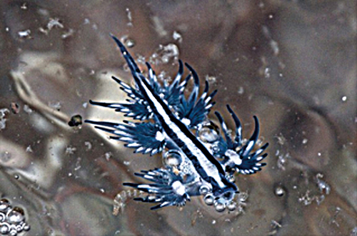 민숭 달팽이 갯 푸른 상대의 뇌